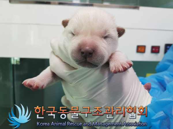 한국동물구조관리협회_441409202500200